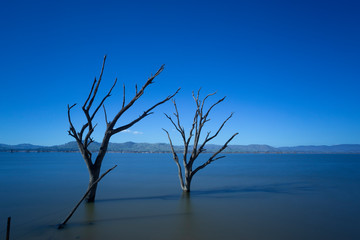 Fototapeta na wymiar Series of dead trees in a quiet lake with a blue background