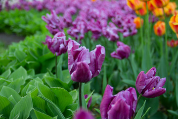 purple tulips in the garden