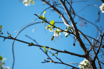 Apple blossom in spring with soft focus on the blue sky background