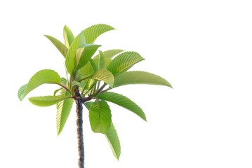 Tropical plant leaves on white isolated background for green foliage backdrop