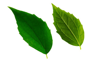 Fototapeta premium two green jasmine leaves isolated on white background, top and bottom side of leaf