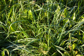 Grass and water drops