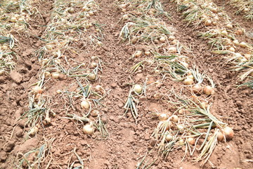 Arizona harvested and sacked brown onions
