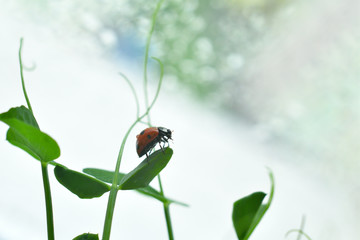 Ladybird in drops of dew.Selective focus