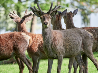 Red Deer grazing
