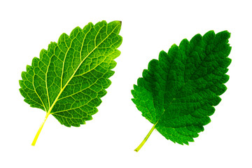 two green leaves of melissa isolated on white background, the top and bottom side of the sheet