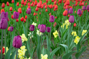 field of pink tulips