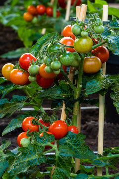 Tomaten am Strauch