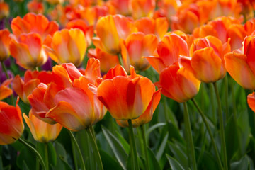 red and yellow tulips in the garden