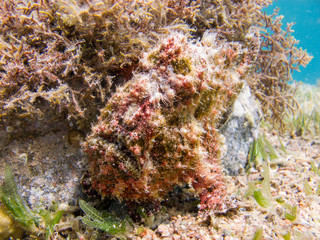 Red Warty Frogfish next to the coral - Underwater at dive site Bannerfish Bay in Dahab, Egypt