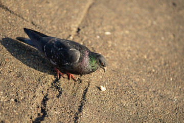 Pigeon standing peacefully on concrete mixed with gravel tiles overlooking surrounding and enjoying warm sun on warm sunny day
