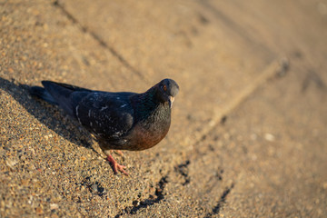 Pigeon standing peacefully on concrete mixed with gravel tiles overlooking surrounding and enjoying warm sun on warm sunny day