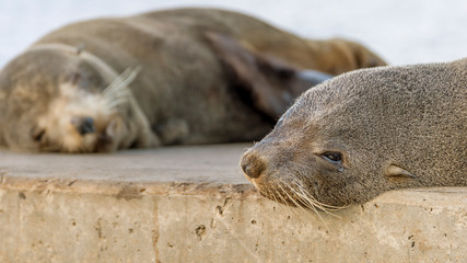 Fototapeta premium Close up of a beautiful sea lion lying on the rocks resting, Kingscote, Kangaroo Island, Southern Australia