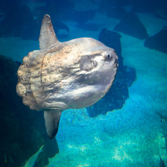  Ocean Sunfish (Mola mola) Swimming Freely in Blue Waters .