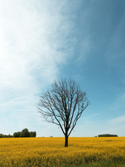 Fototapeta na wymiar lone bare tree in a yellow field against the sky
