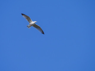 Fototapeta na wymiar One white seagull in flight with wings spread against blue sky
