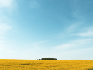 rapeseed yellow field against a blue sky