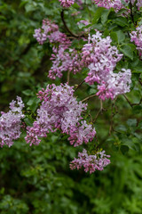 sprigs of purple lilac with a blurred background after the rain