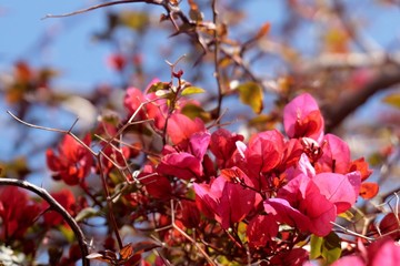 Bougainville