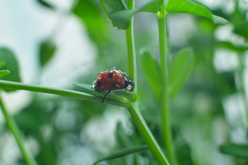 Ladybird in drops of dew