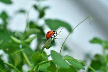 Ladybird in drops of dew