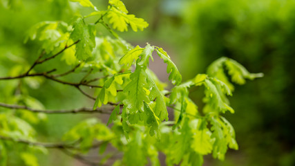 oak branches with young fresh foliage on a blurred background after the rain