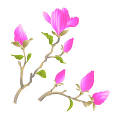 Stem Chinese magnolia blooming pink flowers and buds with leaves  botanical spring herb background vintage vector illustration editable Hand draw