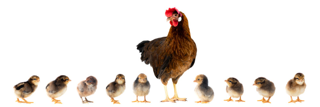 chicken with little chick isolated