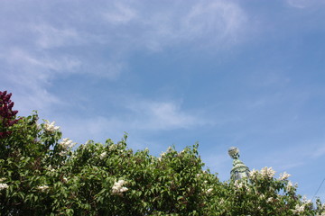 lilac bushes against the blue sky