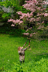 Cornwall, Connecticut, USA A woman clips some blossoms for a bouquet of flowers.