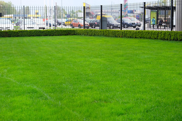 Obraz premium Lawn in summer city. Green grass of lawn has recently been cut and watered. Ecological environment in city.