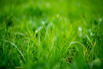 Obraz premium Fresh lush green background. Grass against sunbeam. Soft focus.