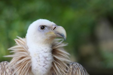 vautour en semi liberté dans un parc animalier