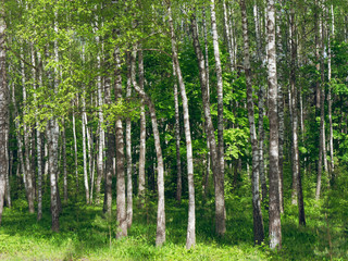 Fototapeta na wymiar Birch Grove. white tree trunks on a green background