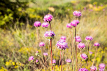 Obraz premium purple wild flowers in the wild green and yellow grass, sunset time