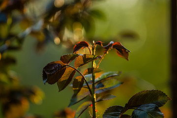 In the sunset sun in a garden rose bushes with leaves and thorns with small branches without blossoming. Spring plants. Nature
