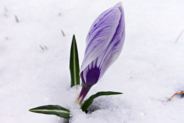 Striped Pickwick crocus in the snow