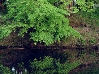 Fototapeta na wymiar tree by the river in the evening on a green background