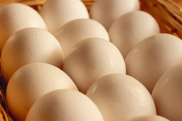 Fresh white chicken eggs freshly picked