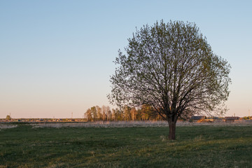 A lonely tree in the middle of a field against a village. Gorgeous crown. Half-open leaves. Spring landscape.