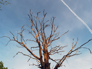 dry old oak tree in the rays of the evening sun.