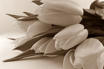 Bunch of white tulips - sepia