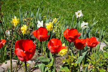 Yellow daffodils and red tulips in the flowerbed