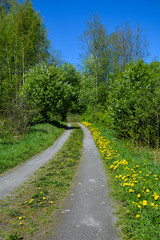 Dirt road in dandelion flowers