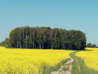 winding country road through a yellow rapeseed field.