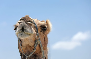 Portrait eines Kamels in Australien