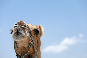 Portrait eines Kamels in Australien