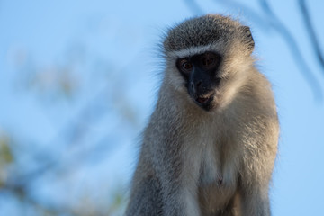A closeup view of a thoughfull Vervet monkey.