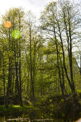 Trees on the shore of a forest lake