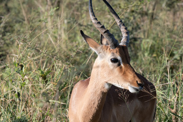 A male Impala antelope in the African bush.